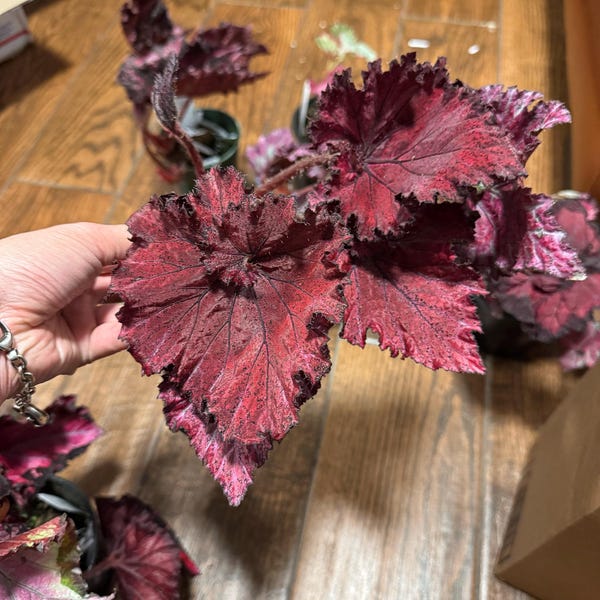 Peperomia 'ruby Ripple' - Etsy