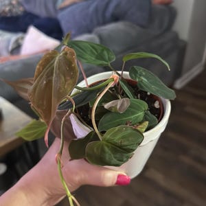 Joy added a photo of their purchase