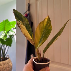 Si さんが購入した商品の写真を追加しました