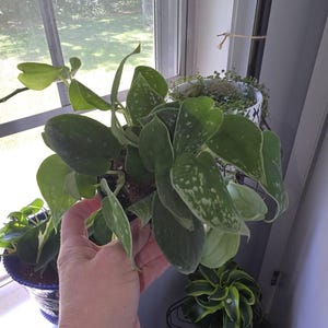 Pamela added a photo of their purchase