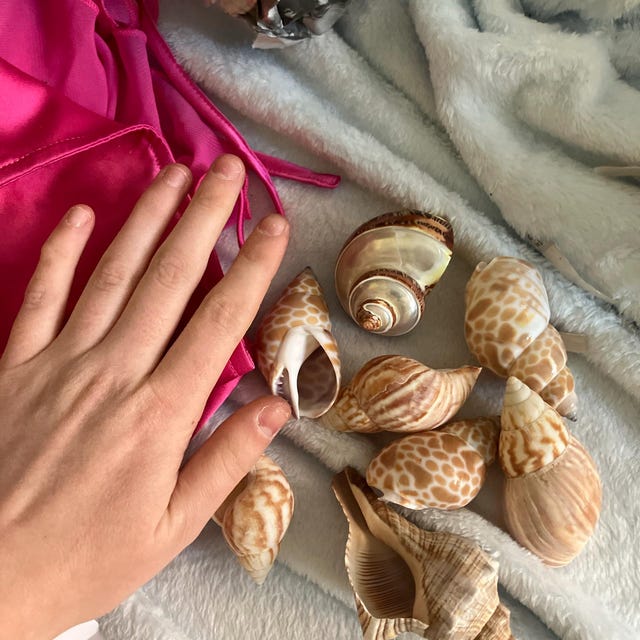 Japanese Land Snail/fairyland Shell (3 Shells) - Etsy
