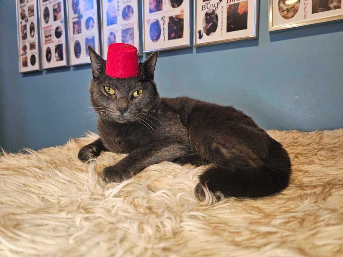 Customer photo of a pet with the Fez Hat mini small pet Cat Dog Hedgehog Vogue