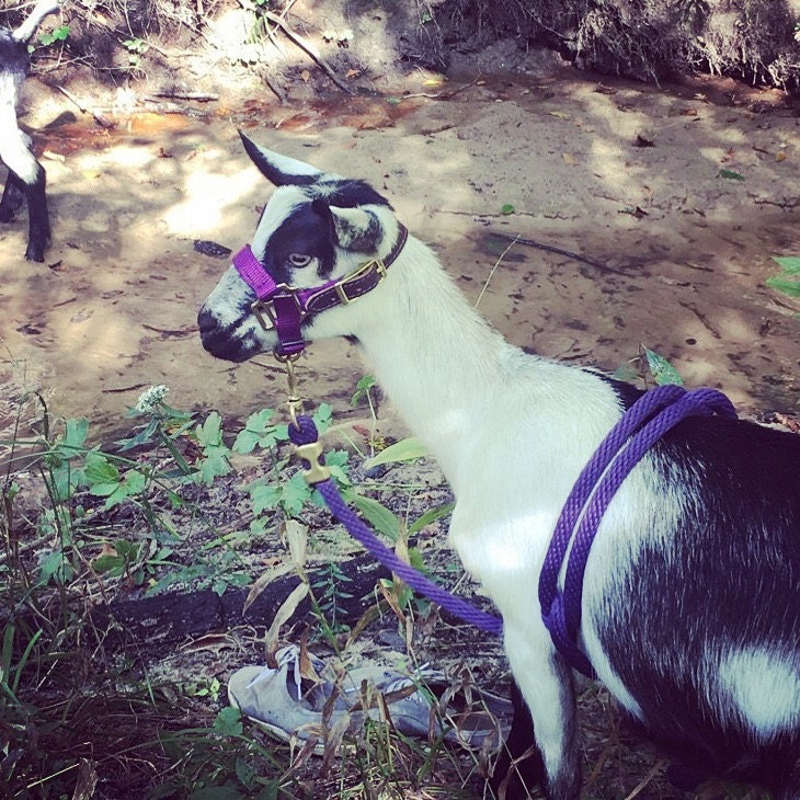 Goat Halter Dwarf Adjustable