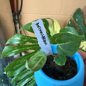 Maidel ha añadido una foto de su compra