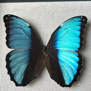 Morpho achilles blue black butterfly Peru - Etsy 日本