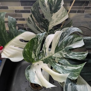 Toni added a photo of their purchase