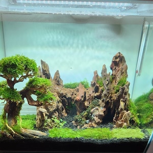 Aquarium Driftwood Arch Bonsai Aquascape Hardscape Fish Tank - Etsy