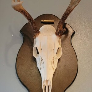 Plaque De Chasse Au Cerf Argent Brossé - Gravure Personnalisable - 1ère Plaque étiquette Buck