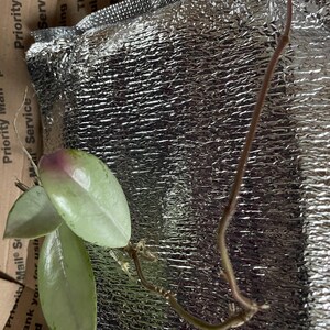 HOYA carnosa wilbur graves ホヤ　ウィルバーグレイブス 一点もの】ホヤ ウィルバーグレイブス フルシルバー Hoya carnosa