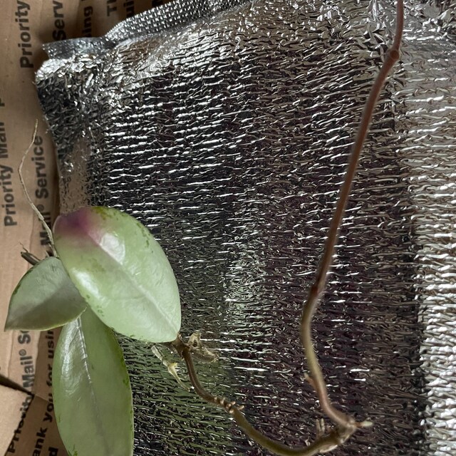 Hoya Wilbur Graves Silver UNROOTED Cutting - Etsy 日本
