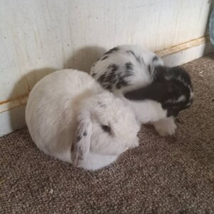 Gerri heeft een foto van de aankoop toegevoegd