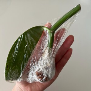 Samantha added a photo of their purchase