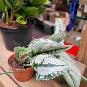 Ellysa added a photo of their purchase