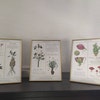 Herbology Chart A5 Print Set Parts 1, 2 &amp; 3 - Etsy