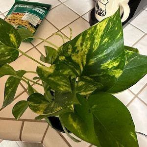 Peg added a photo of their purchase