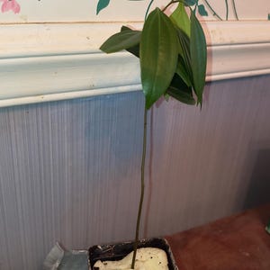 Kathy added a photo of their purchase