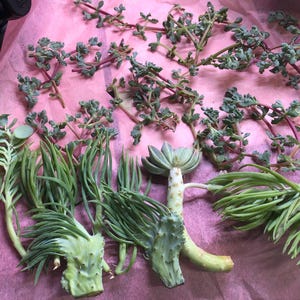 large wide Rare Crested mermaid tail / Fishtail Euphorbia Cutting | Unique Succulent | Live Plant