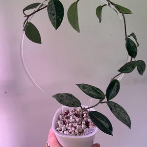Dana added a photo of their purchase