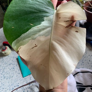Martha added a photo of their purchase
