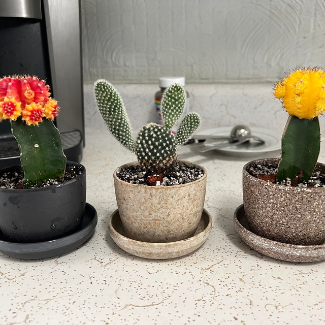 Essence Mini Planters Set of 3 | Indoor Small Succulent Planters