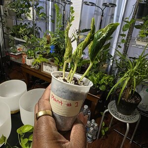 JoVon さんが購入した商品の写真を追加しました