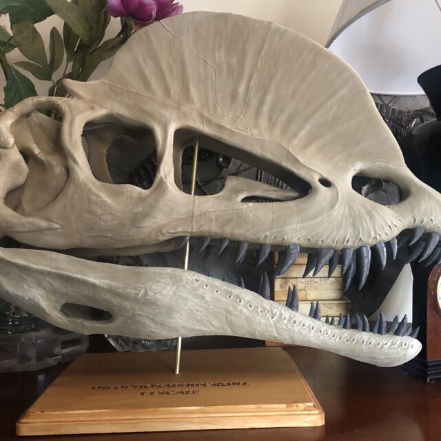 JINGERL Dilophosaurus Dinosaurus Skull Hars Ambachten Fossiele Skelet Onderwijs Model Halloween Home Office Decoration JINGERL Dilophosaurus Dinosaurus Skull Hars Ambachten Fossiele Skelet Onderwijs Model Halloween Home Office Decoration