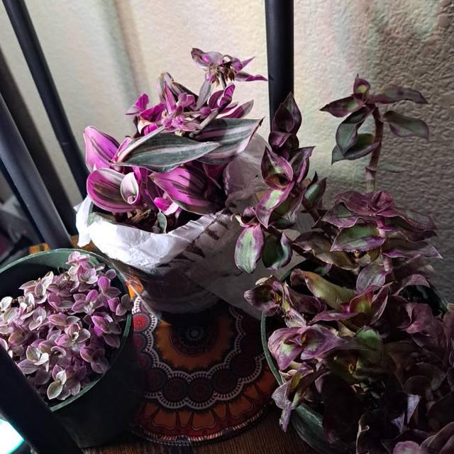 Redillas Dragon Tail Callisia Soconuscensis 4” Pot Tradescantia