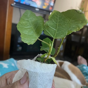 Martha added a photo of their purchase