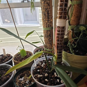 philodendron white wave wachstum Philodendron White Wave