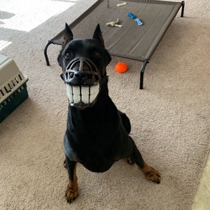 vicious dog muzzle