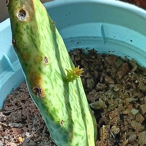 Ronald ha añadido una foto de su compra