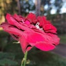 Reviewer's image