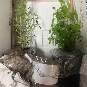 Emerita added a photo of their purchase