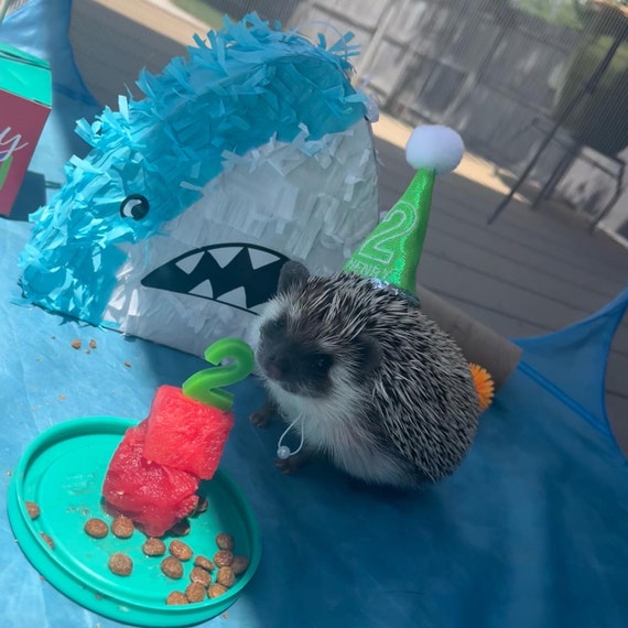 Customer photo of a pet with the First Birthday hat and matching tie or bow
