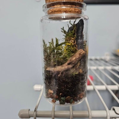 Cute Mini Aqua Terrarium With Two Live Aquatic Moss Balls in Glass Jar ...