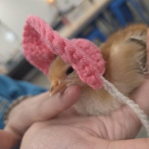 Lillian added a photo of their purchase