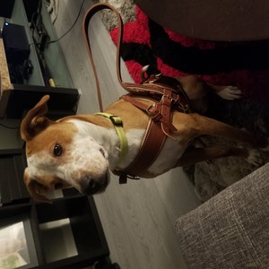 CARHARTT Training Dog Harness, Brown, Small 