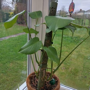 Georgia さんが購入した商品の写真を追加しました