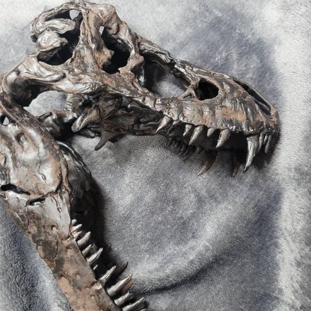 Tyrannosaurus Skull & Jaws 1/10スケール 1:10 Scale T. Rex Skull