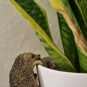 Lotte hat ein Foto des gekauften Artikels hinzugefügt