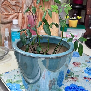 Patricia added a photo of their purchase