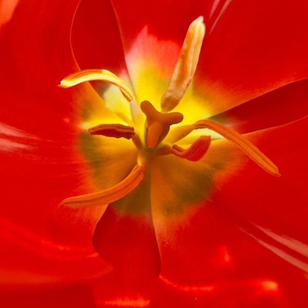 Brown Pelican in Breeding Plumage - Etsy