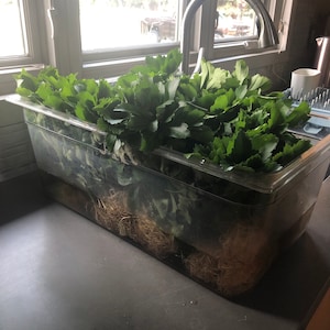 Chelsea adicionaram uma foto da sua compra