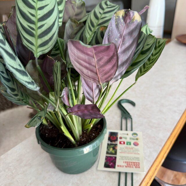 Calathea Burle Marxii: Elegant Striped Foliage Plant in 6" Hanging Basket -  Etsy