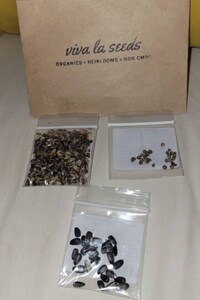 Sunflower, Chocolate | 25 Seeds | Culinary & Medicinal | Easy to Grow | Non GMO | Helianthus annuus