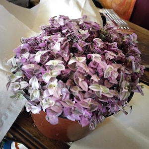 Lilly added a photo of their purchase