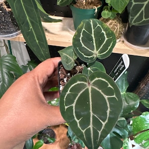 Claribel added a photo of their purchase