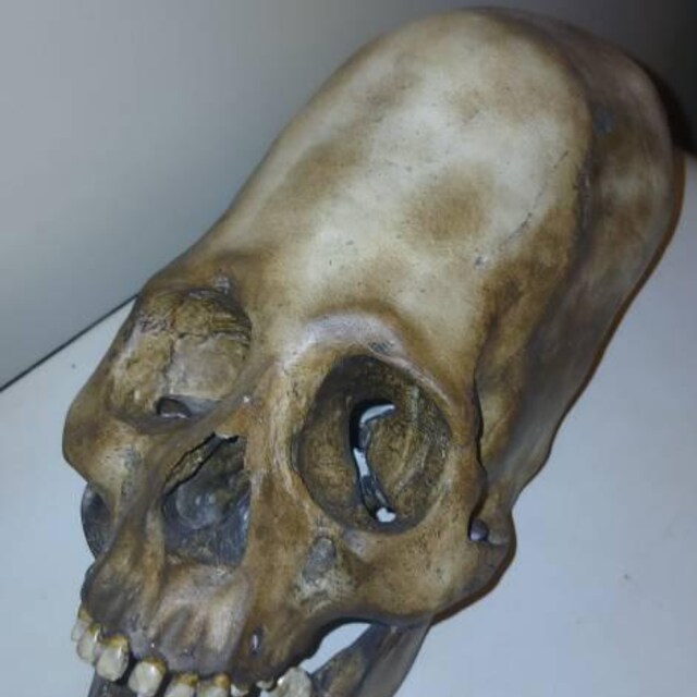 Ancestral Skull – Paracas Elongated Skull Replica - Etsy 日本