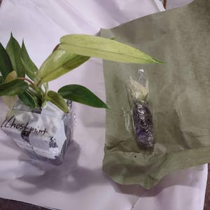 Drummond's Pink Creeping Phlox White Flowers Periwinkle Ground Cover Live Plant