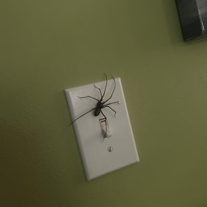 Plastic Spider as a Magnet (ORIGINAL!) | Realistic Giant House Spider  Fridge Magnet | 1 Pcs - Etsy UK